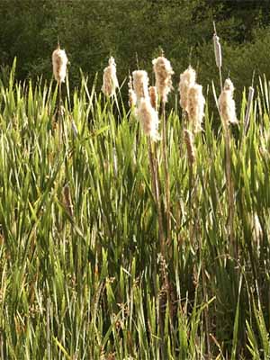 Bulrushes in spring